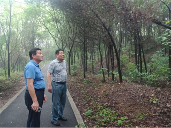 淮南市林業(yè)局魯金杰局長赴舜耕山風景區(qū)調(diào)研綠化養(yǎng)護情況