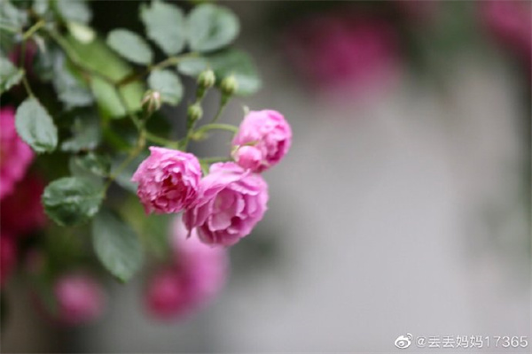 【圖說(shuō)淮南】——又是一架薔薇開